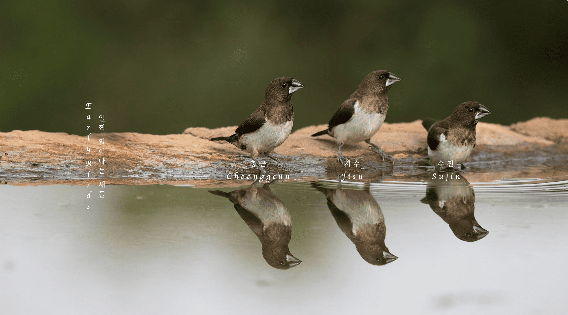갈색 새 세 마리가 물가에 나란히 앉아 오른쪽으로 고개를 향하고 있는 사진