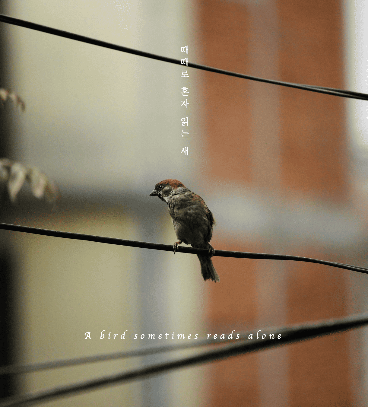 뿌연 황토색 배경을 뒤로 검은색 전선 위에 갈색 새 한 마리가 앉아 있는 사진