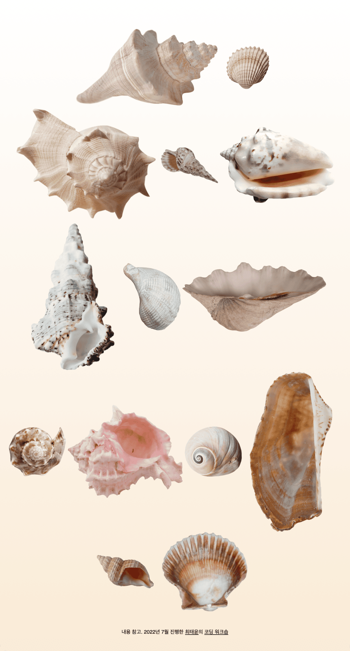 살구색, 베이지색, 흰색 등 모양이 서로 다른 조개 껍데기 14개가 5줄로 나란히 있는 사진